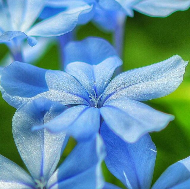Flower-1141.jpg