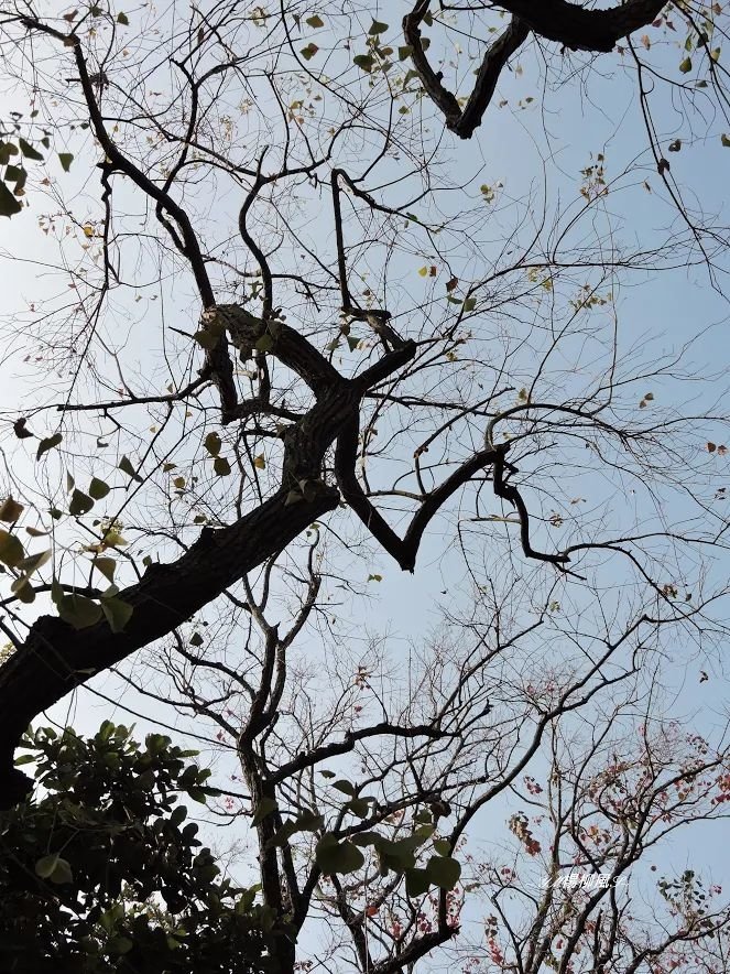 DSCN4069-1_结果.jpg