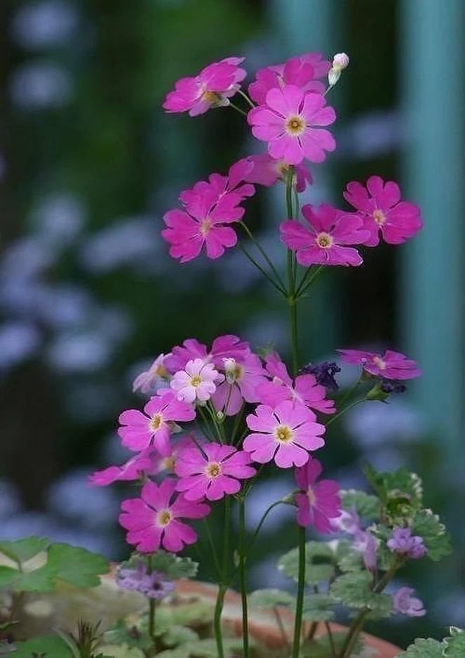Flower-1629.jpg