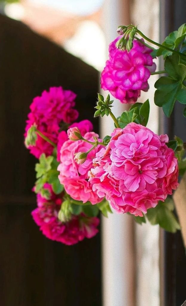 Flower-1872.jpg