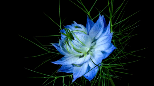 gplus4939500371840359016.gif
