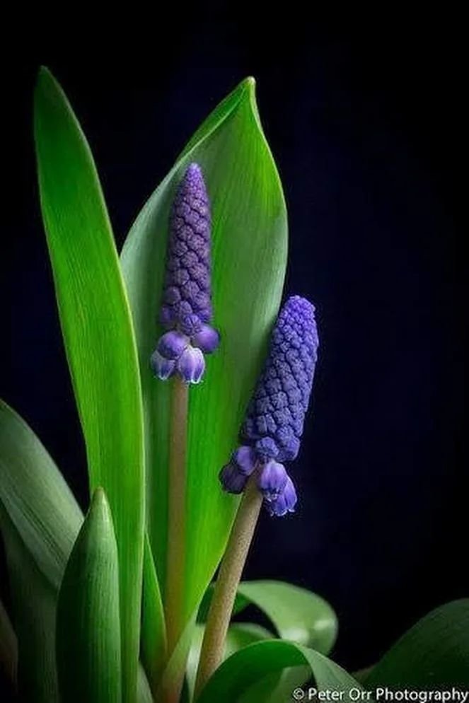 Flower-1961.jpg