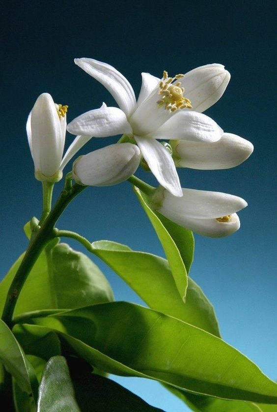 Flower-2015.jpg