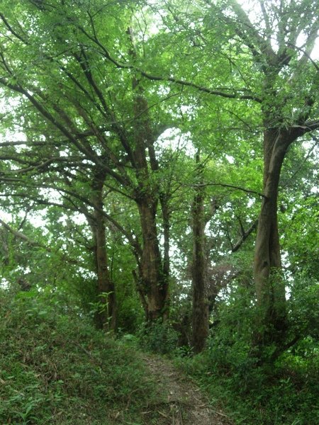 鬧區難得的荒野-客家公園預定地