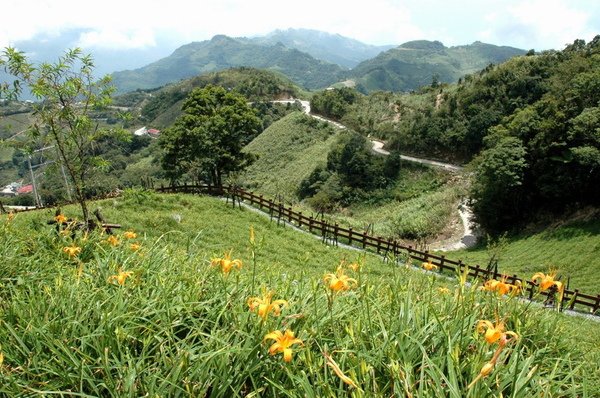 金針山(圖片來源農委會)