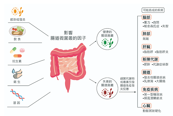 【健康】腸道菌和人體健康的關係