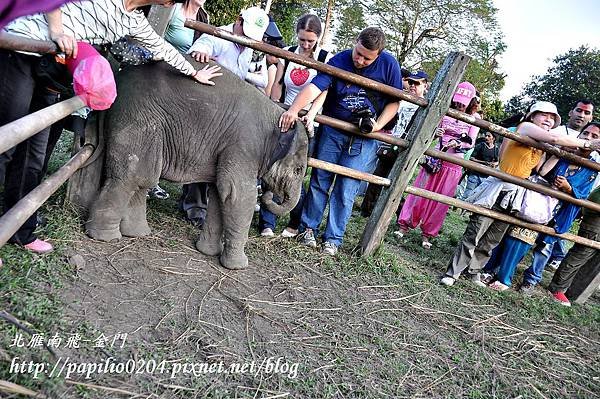 奇旺國家公園(Chitwan National Park)大象撫育中心裡的四個月小象