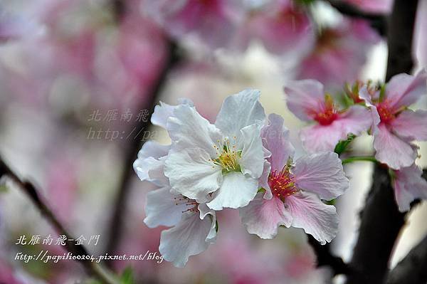 永靜公園櫻花