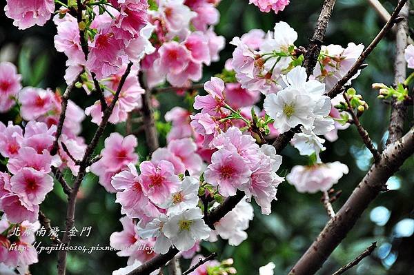 永靜公園櫻花