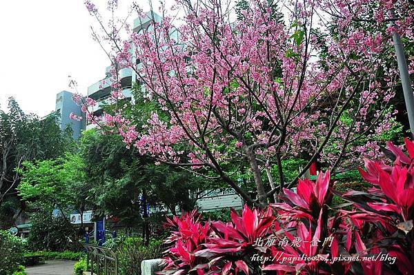 永靜公園櫻花