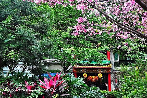 永靜公園櫻花