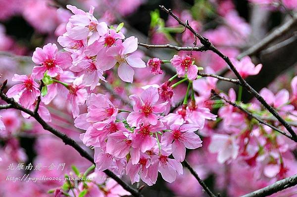 永靜公園櫻花