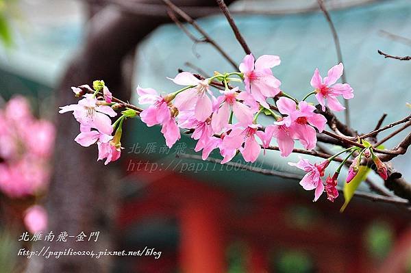 永靜公園櫻花