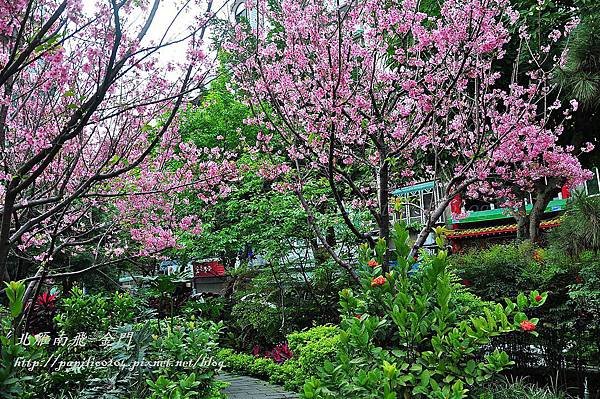 永靜公園櫻花