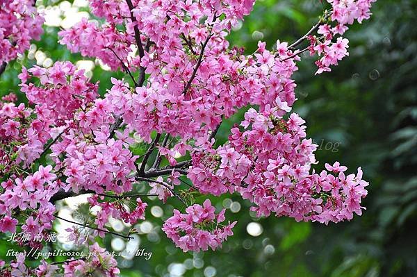 永靜公園櫻花