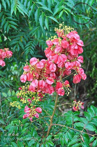 彰化139縣道秋季賞花(台灣欒樹)