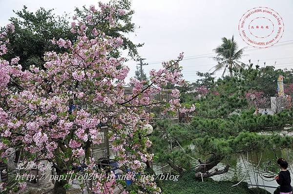 08員農種苗芬園花卉生產休憩園區河津櫻.JPG