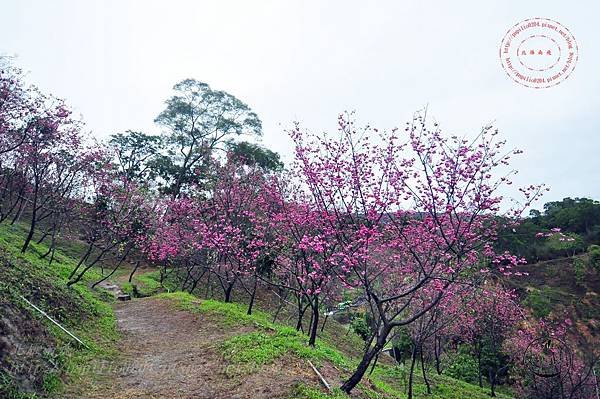 21 2014大坑濁水巷櫻花林.JPG