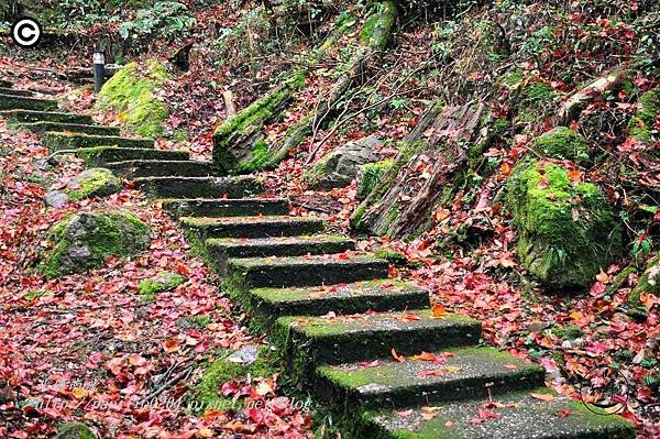 大雪山森林遊樂區小木屋區