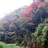 大雪山210林道
