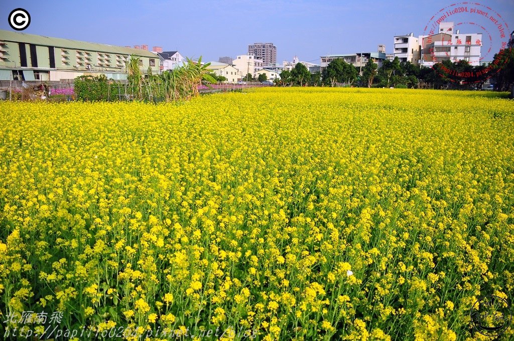 [台中‧南屯]中和里中和巷沿線田間花海