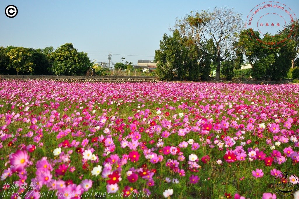 [台中‧南屯]中和里中和巷沿線田間花海