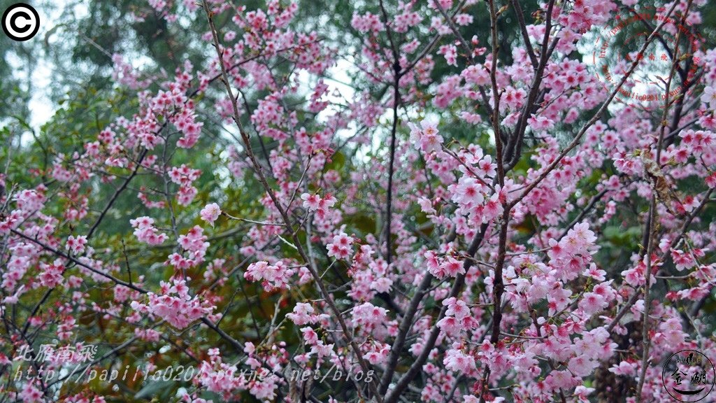 開瑄國小櫻花　2015/03/02