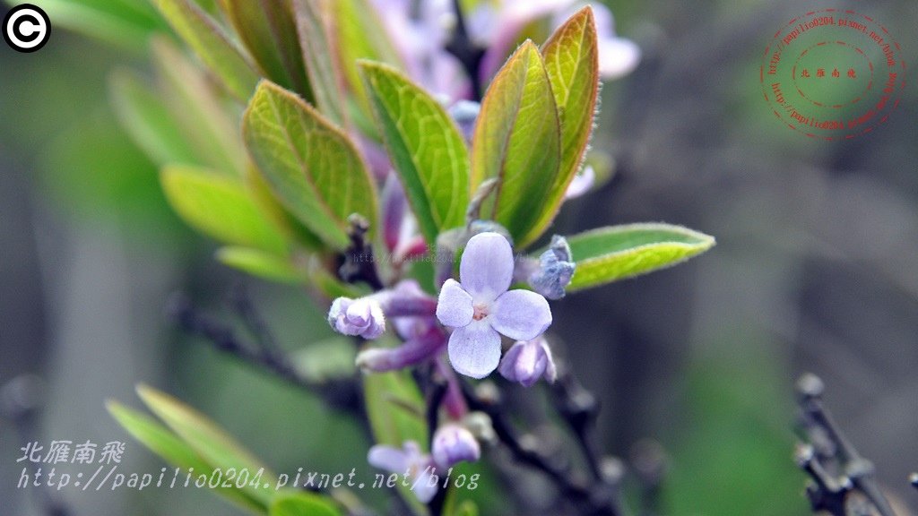 芫花 Daphne genkwa Sieb. et Zucc.