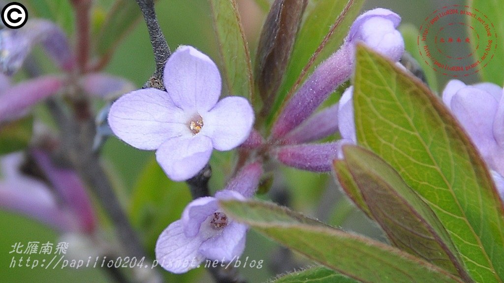 芫花 Daphne genkwa Sieb. et Zucc.