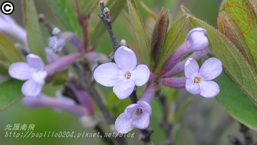 芫花 Daphne genkwa Sieb. et Zucc.