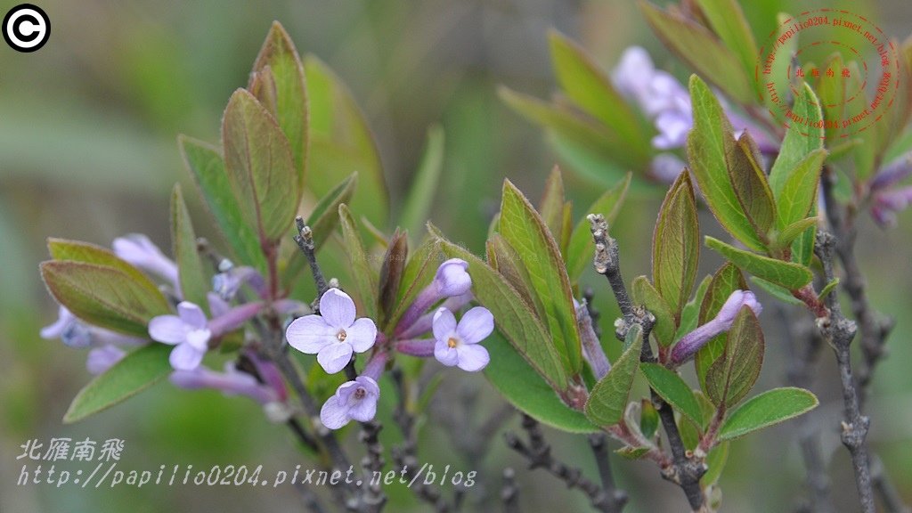 芫花 Daphne genkwa Sieb. et Zucc.