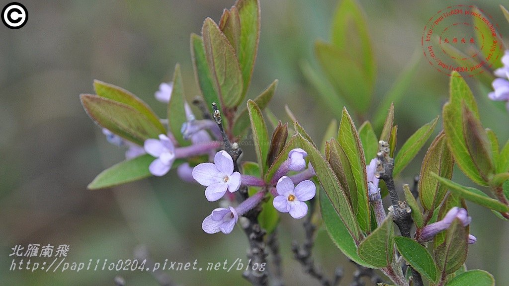 芫花 Daphne genkwa Sieb. et Zucc.