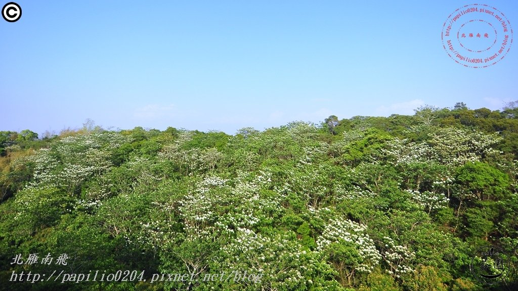 [彰化‧芬園]139縣道瑩光橋段賞桐花 2015.04.26