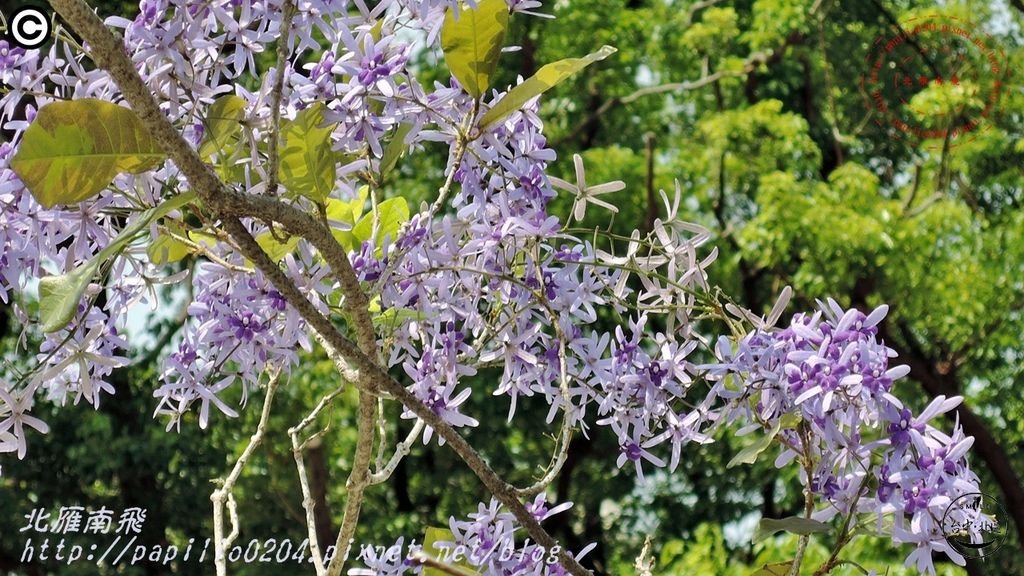 04科博館藍花藤(錫葉藤).JPG