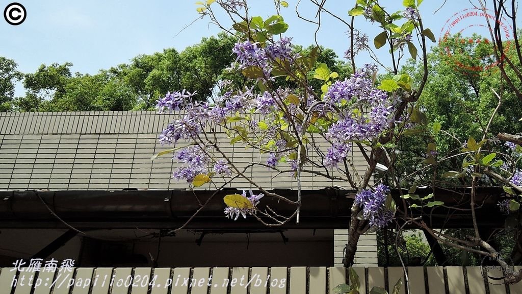 05科博館藍花藤(錫葉藤).JPG