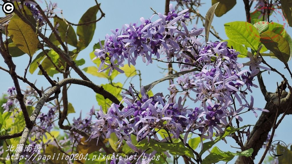 06科博館藍花藤(錫葉藤).JPG