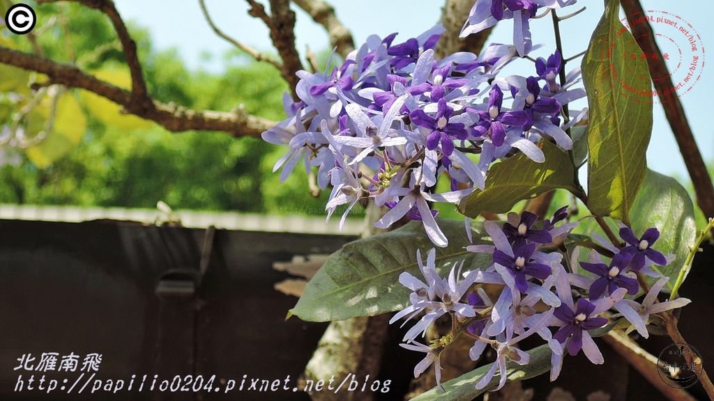 07科博館藍花藤(錫葉藤).JPG