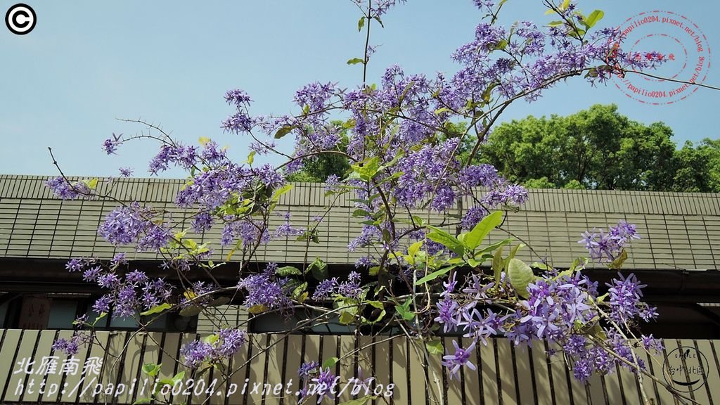 08科博館藍花藤(錫葉藤).JPG