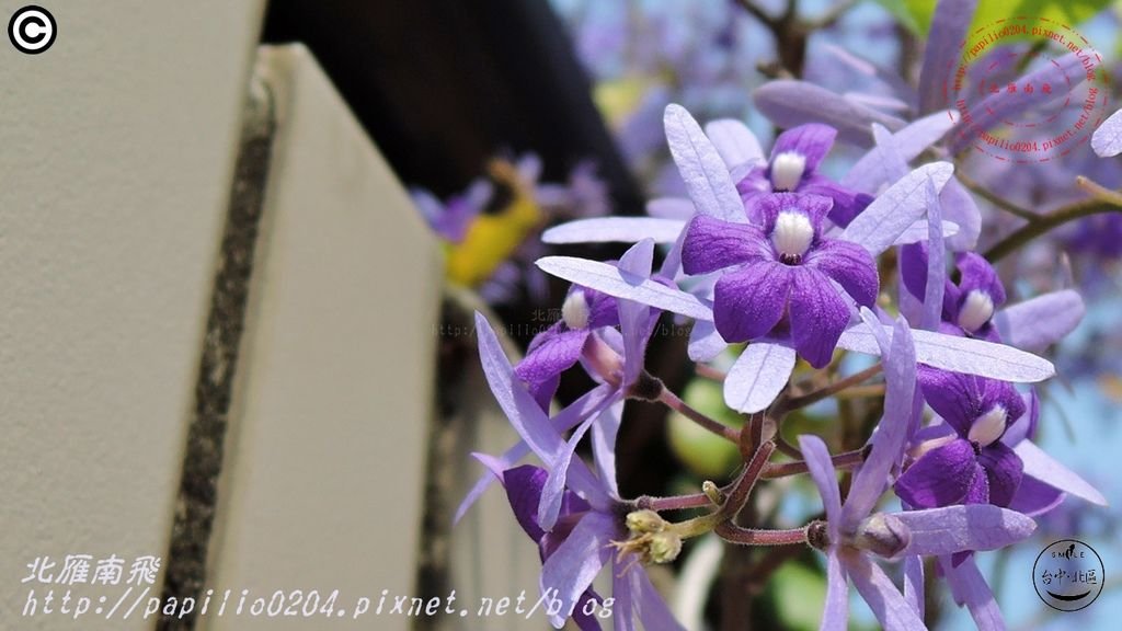 09科博館藍花藤(錫葉藤).JPG