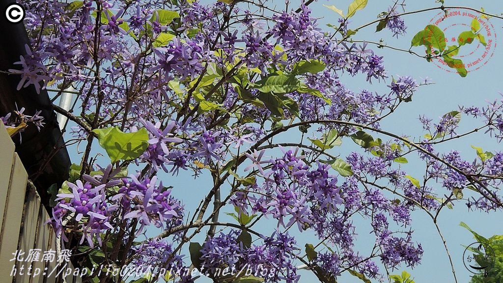 13科博館藍花藤(錫葉藤).JPG