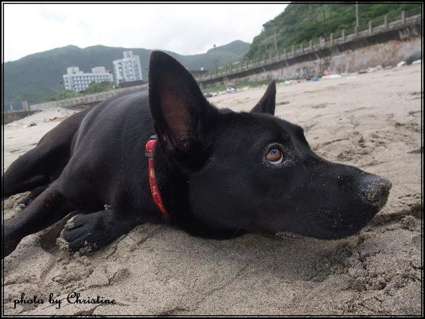 黑黑小土狗