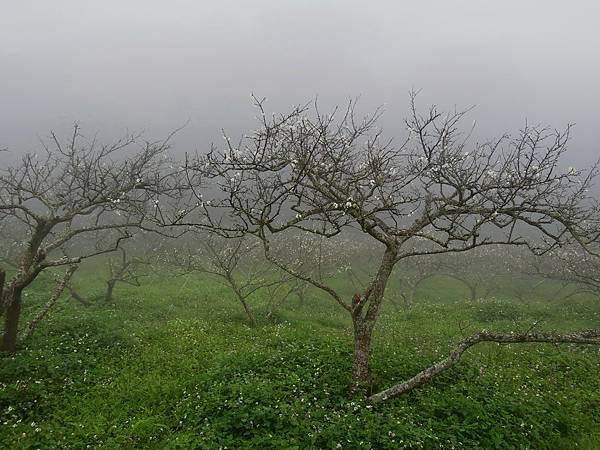 20120211魏家李園_0006_調整大小.jpg