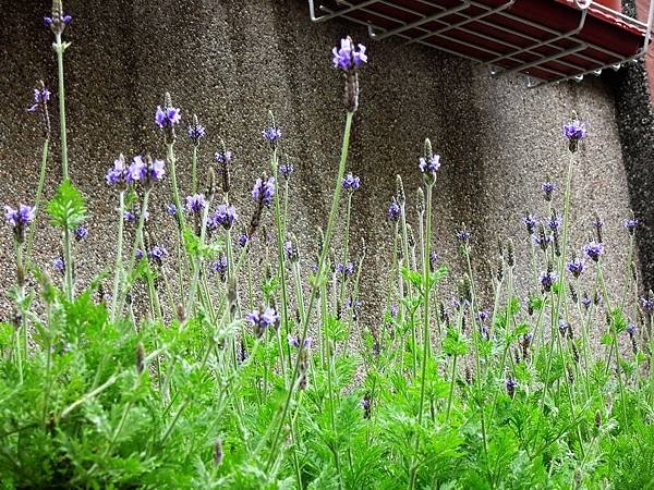 20120310薰衣草_0022_調整大小
