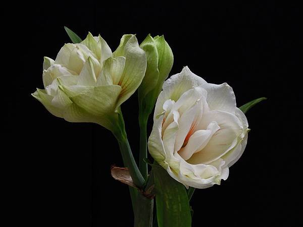 20120410家花_0128_調整大小