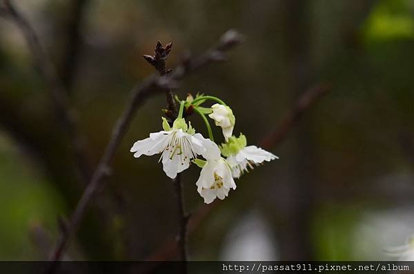 20140207彰化芬園花卉生產休園區_0017_調整大小.jpg