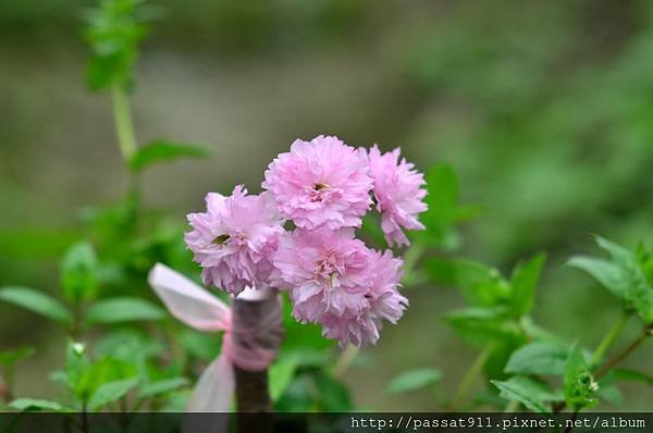 20140207彰化芬園花卉生產休園區_0032_調整大小.jpg