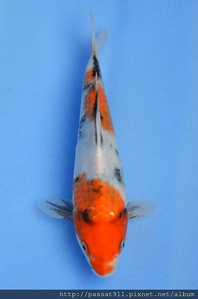 20140208錦麟白昭和_0002_調整大小.jpg