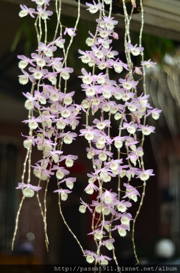 20140419細莖天宮石斛__0033_調整大小.jpg