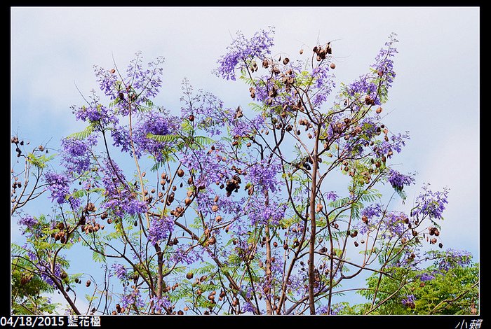 20150418藍花楹_0015.jpg