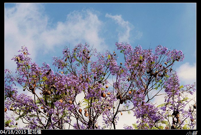 20150418藍花楹_0048.jpg